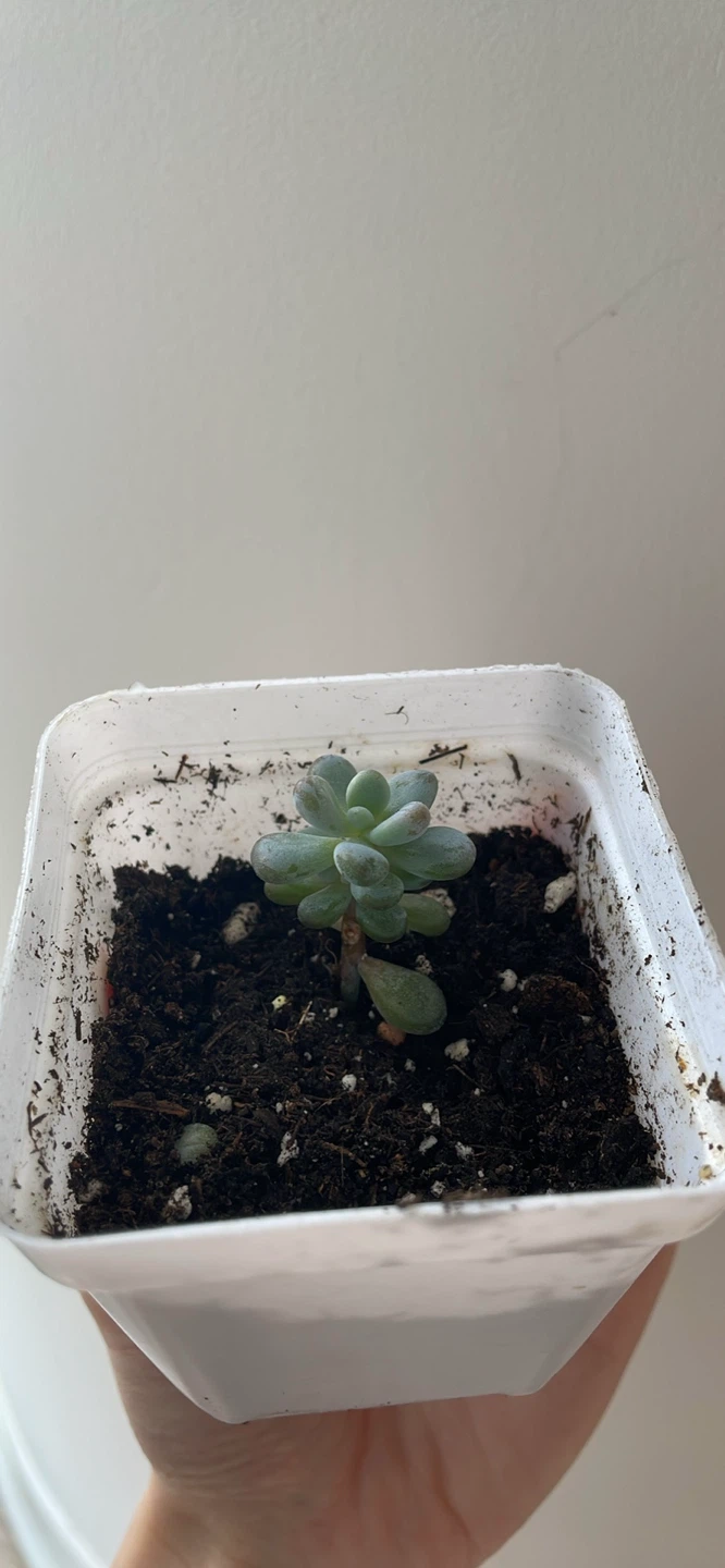 Mini Moonstone Succulent - photo 2