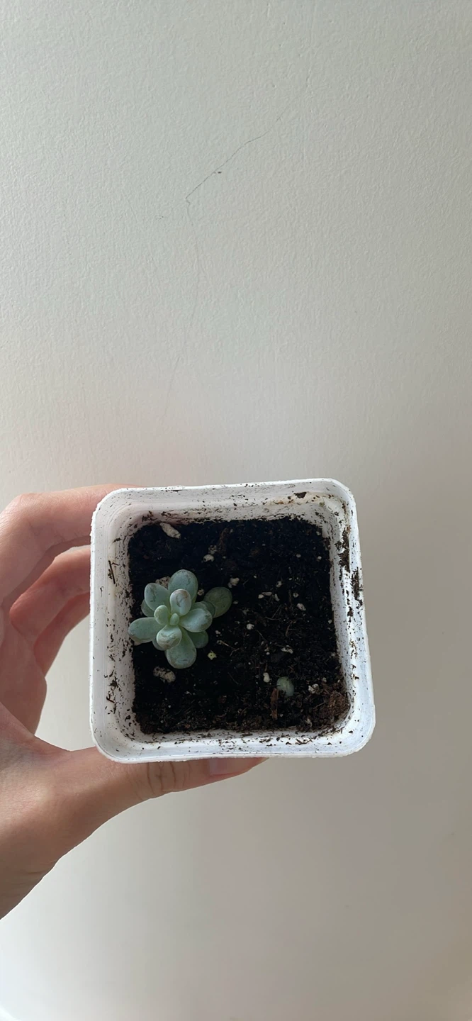Mini Moonstone Succulent - photo 3