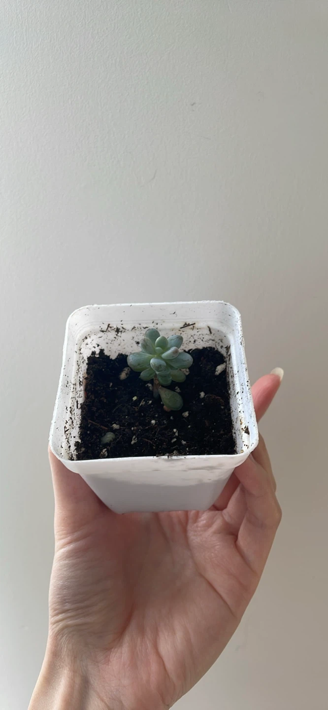 Mini Moonstone Succulent