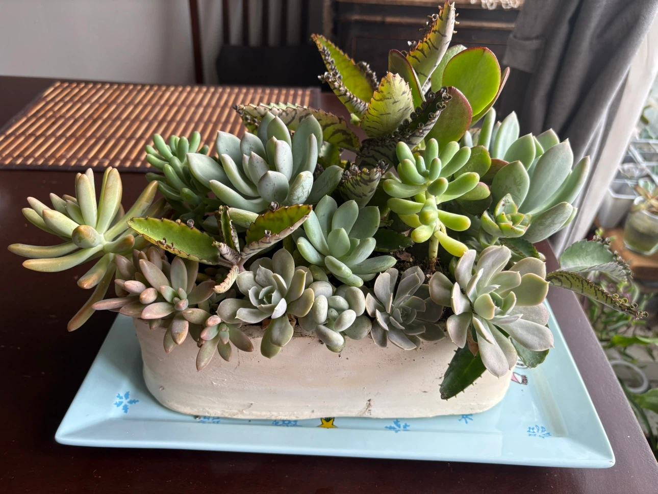 Assorted Succulent Planter