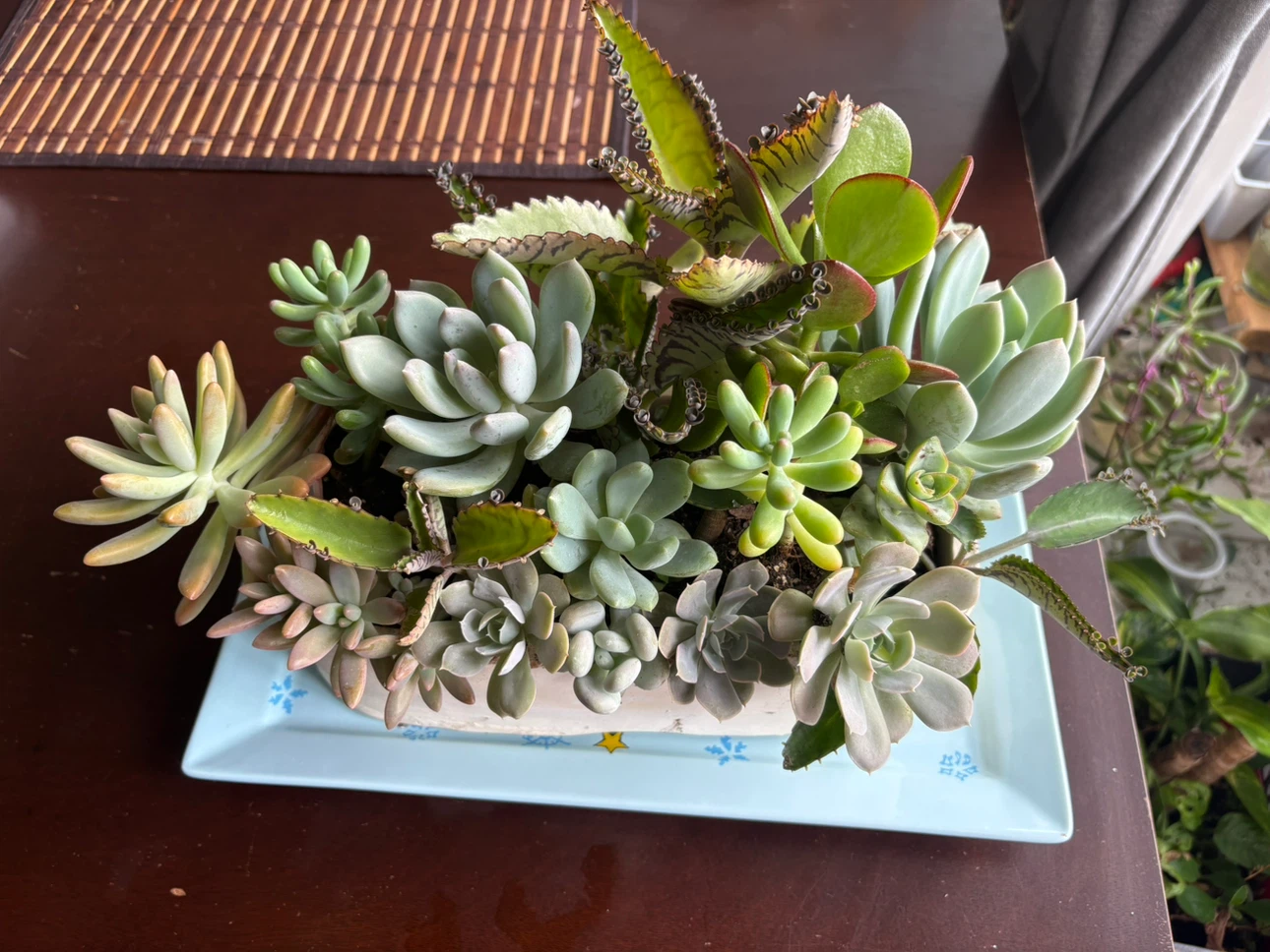 Assorted Succulent Planter - photo 2