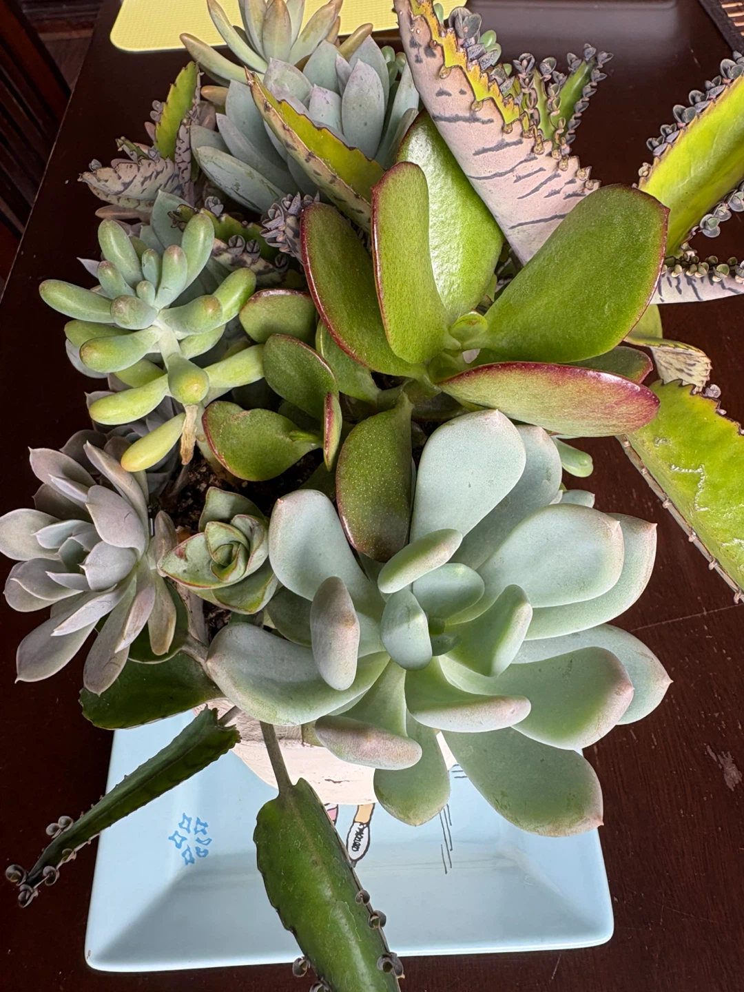 Assorted Succulent Planter - photo 3