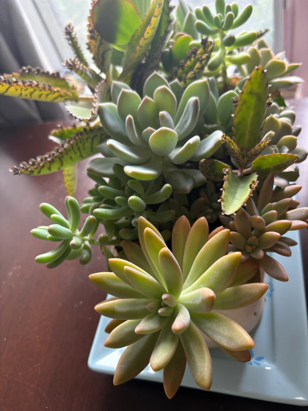 Assorted Succulent Planter - photo 4