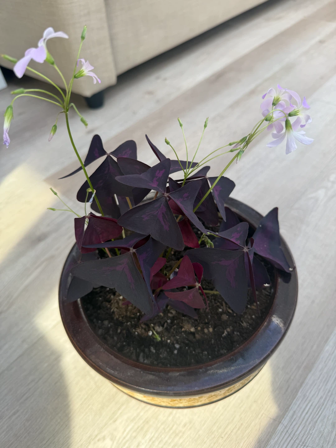 Purple Oxalis Plant in Decorative Pot