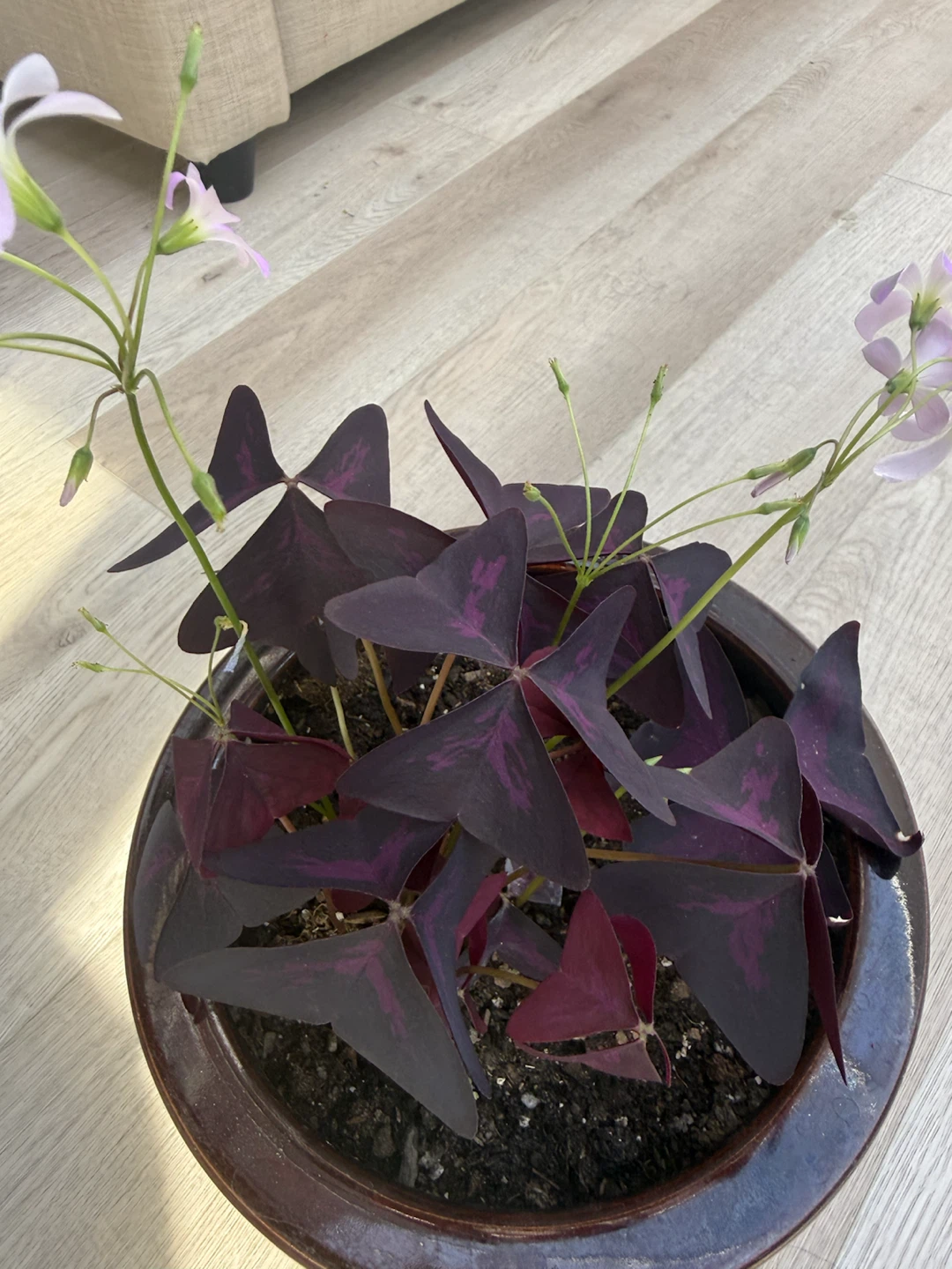 Purple Oxalis Plant in Decorative Pot - photo 2