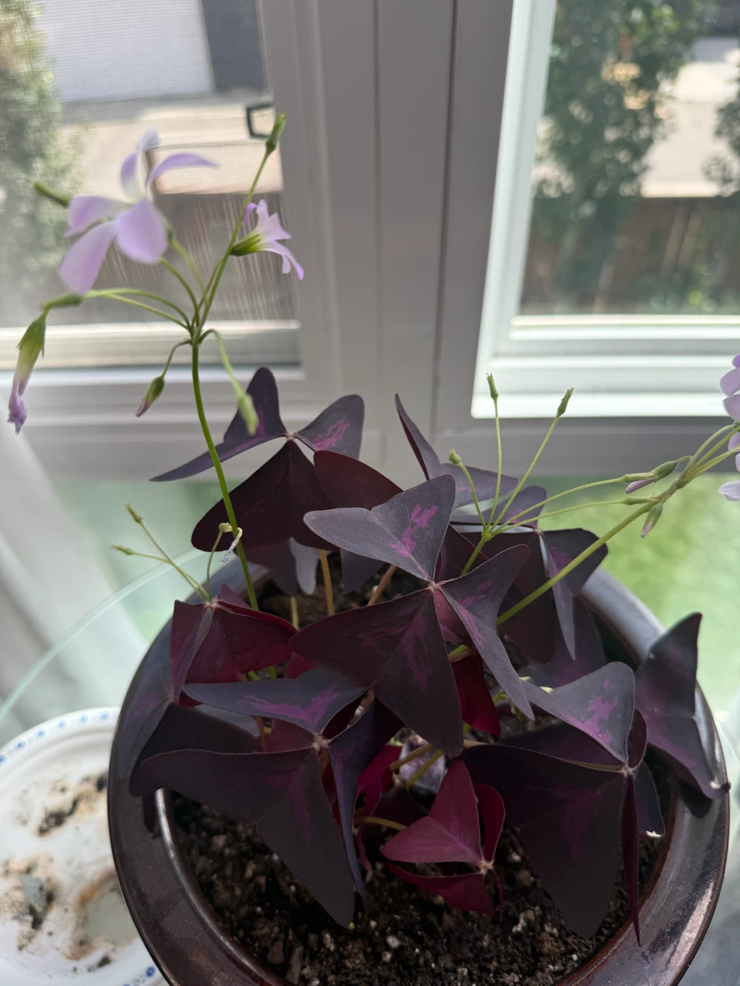 Purple Oxalis Plant in Decorative Pot - photo 3