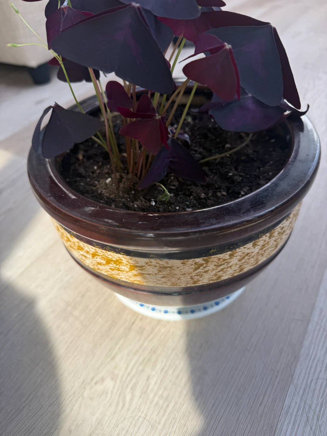 Purple Oxalis Plant in Decorative Pot - photo 4