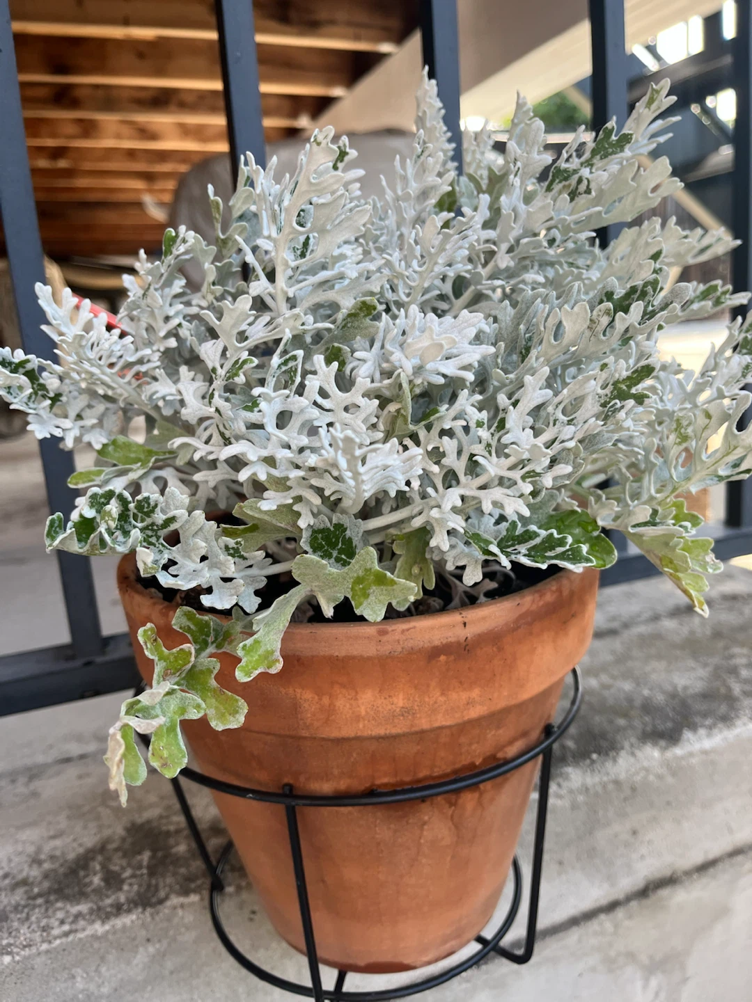 Dusty Miller Plant in Terracotta Pot