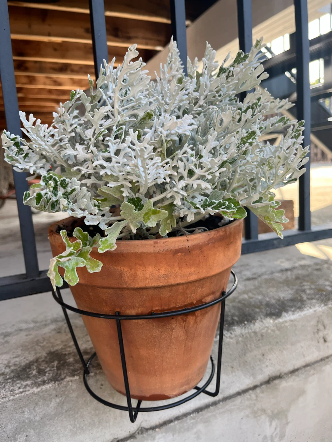 Dusty Miller Plant in Terracotta Pot - photo 2