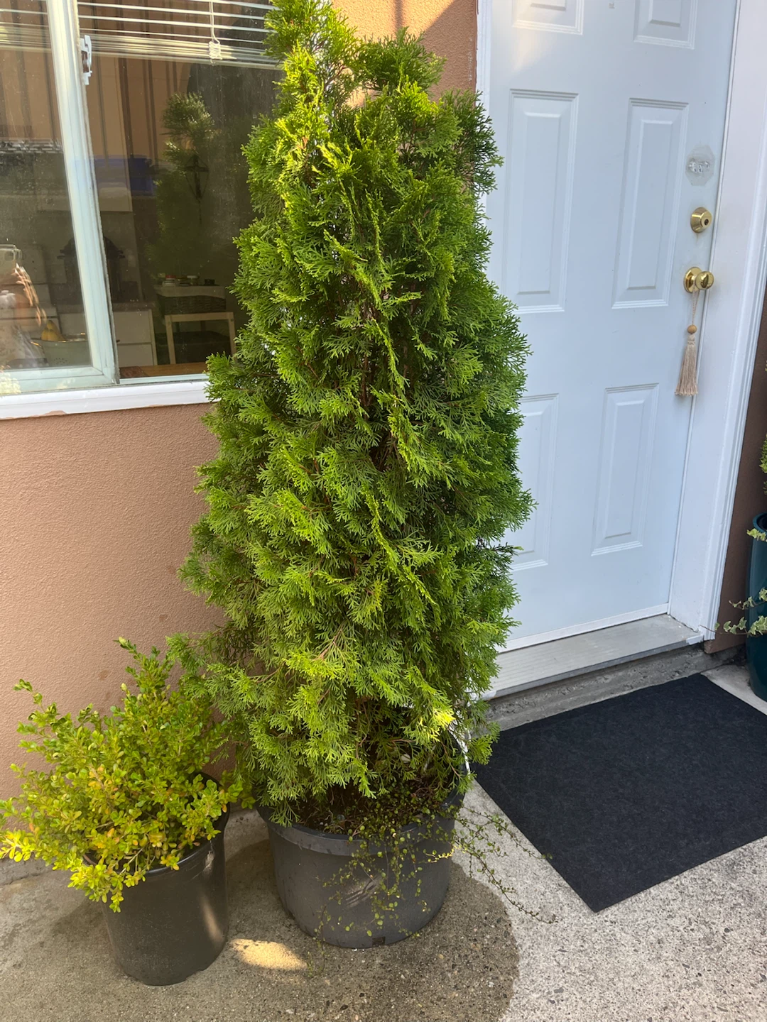 Tall Potted Cedar Tree