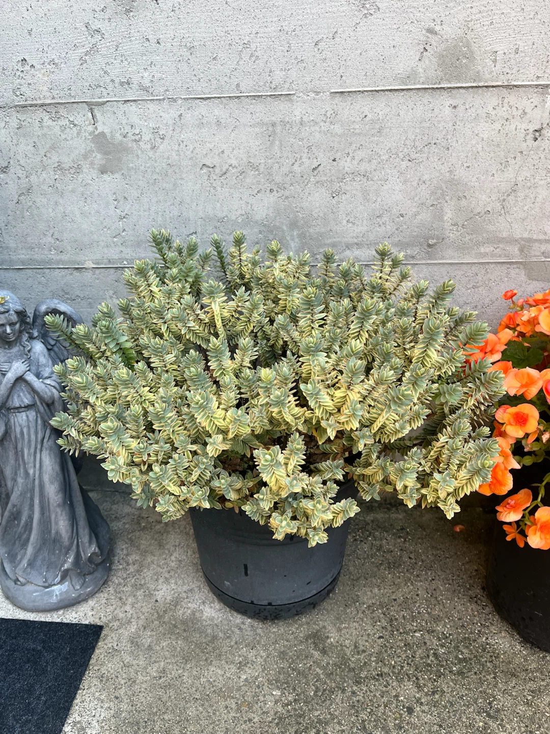 Variegated Sedum Plant