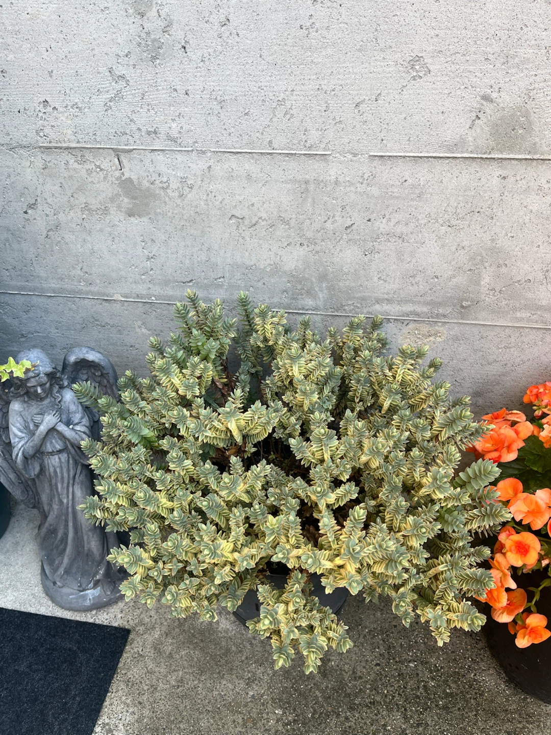 Variegated Sedum Plant - photo 2