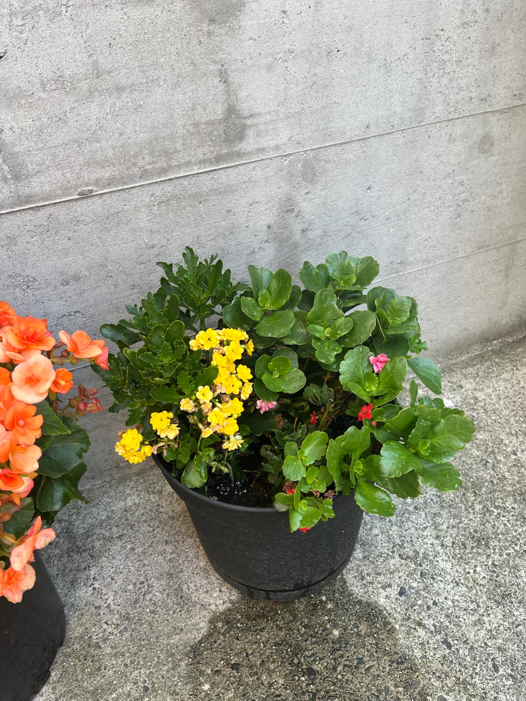 Kalanchoe plant in black pot