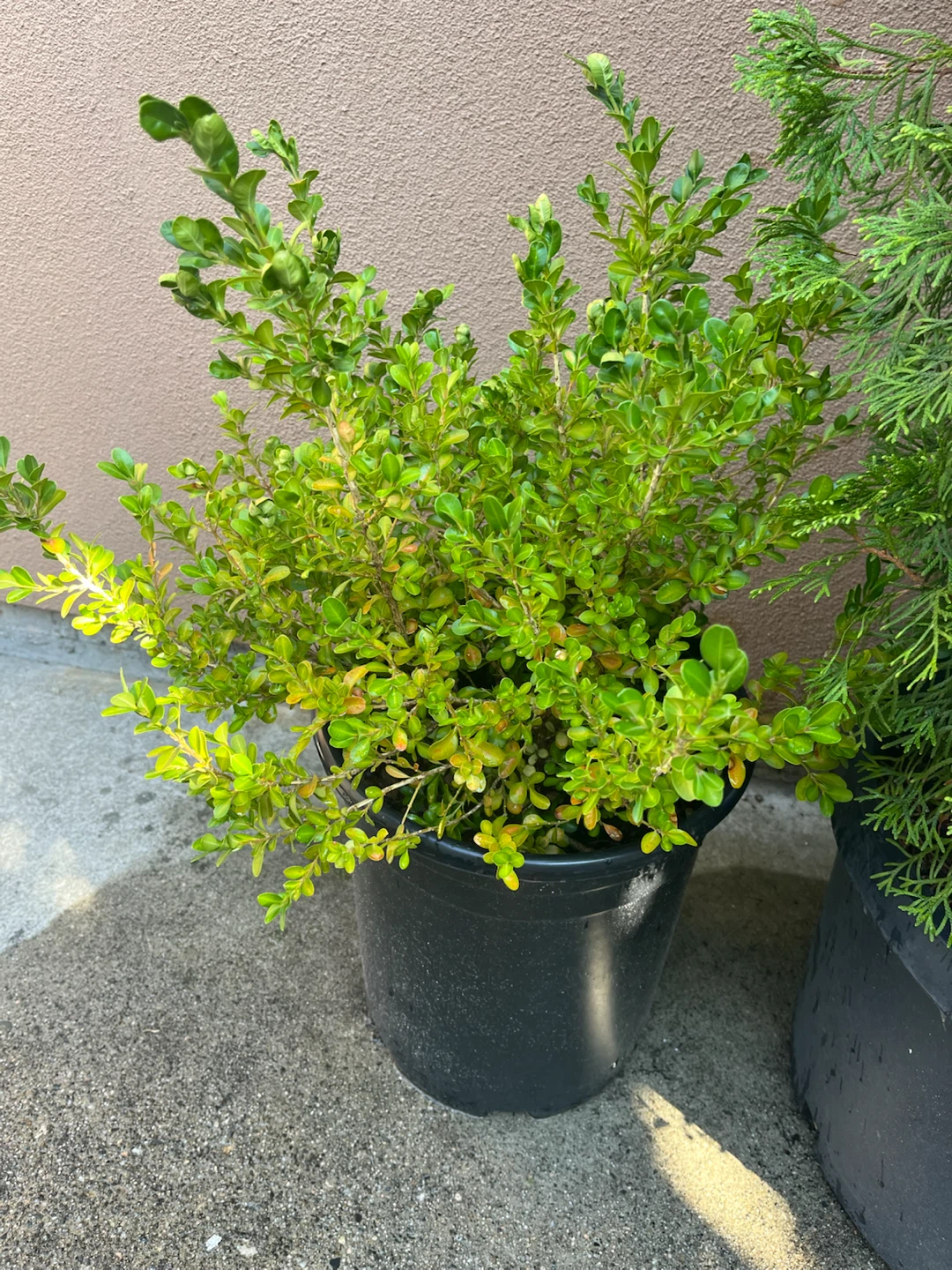 Boxwood Plant in Black Pot