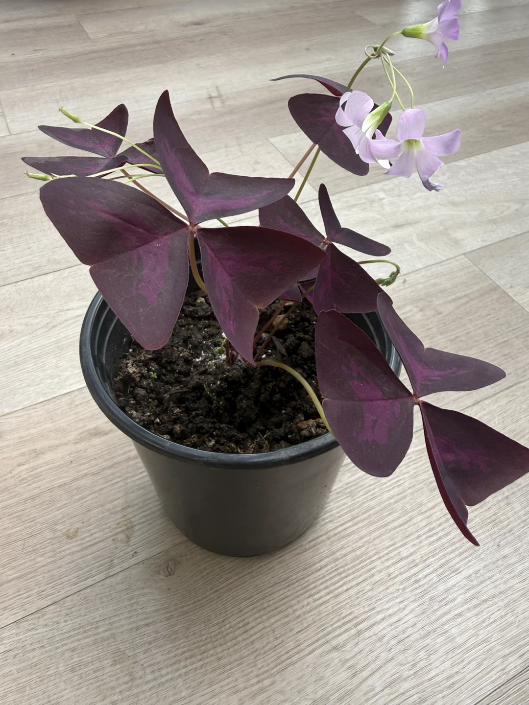 Purple Shamrock Plant (Oxalis)