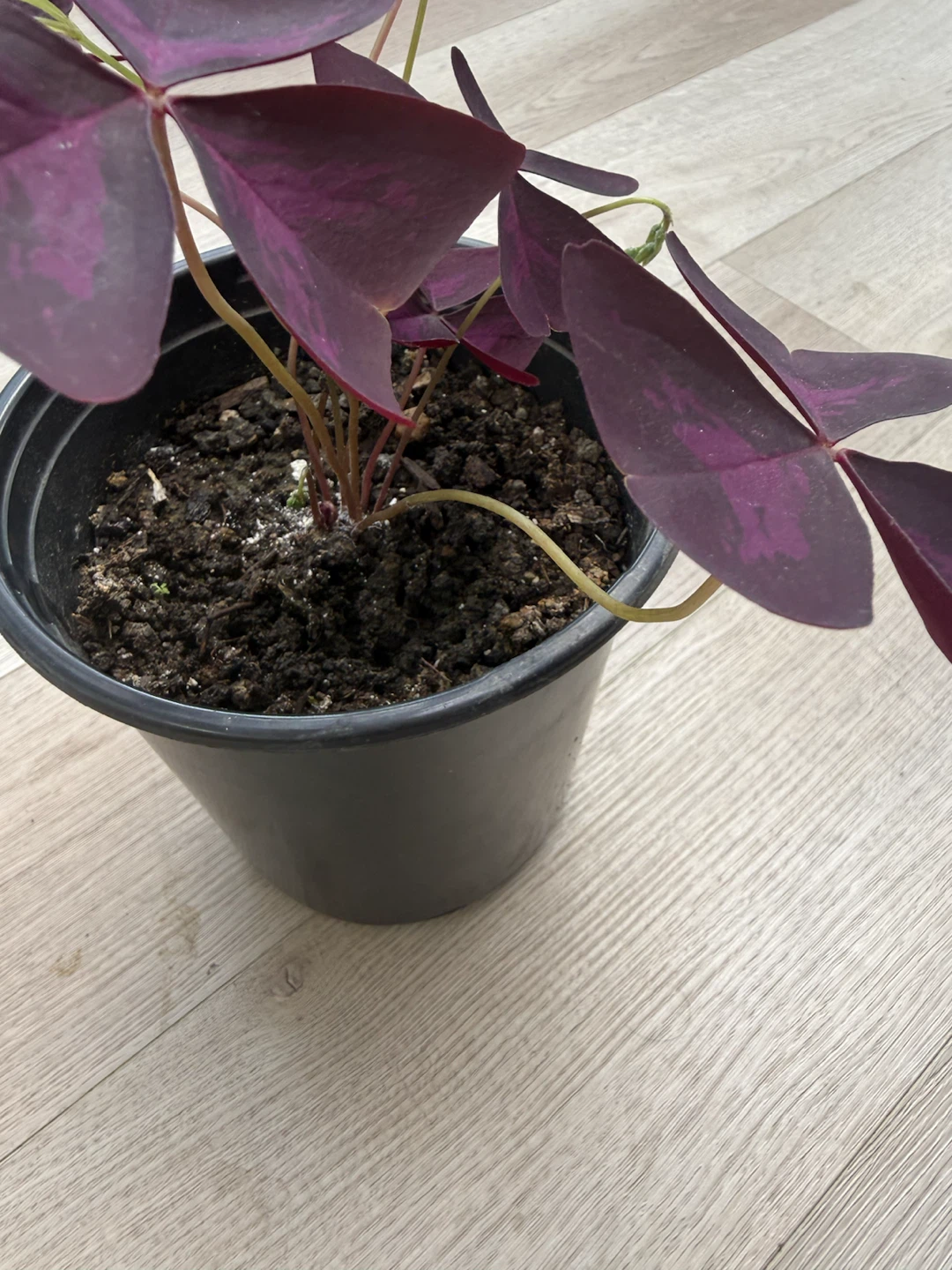 Purple Shamrock Plant (Oxalis) - photo 2