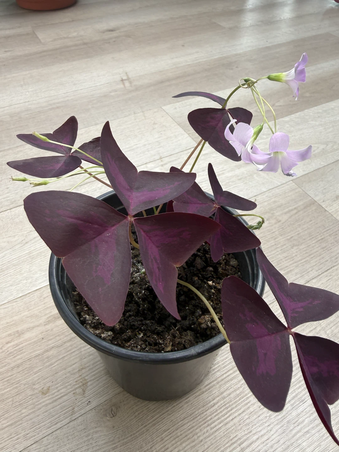 Purple Shamrock Plant (Oxalis) - photo 3