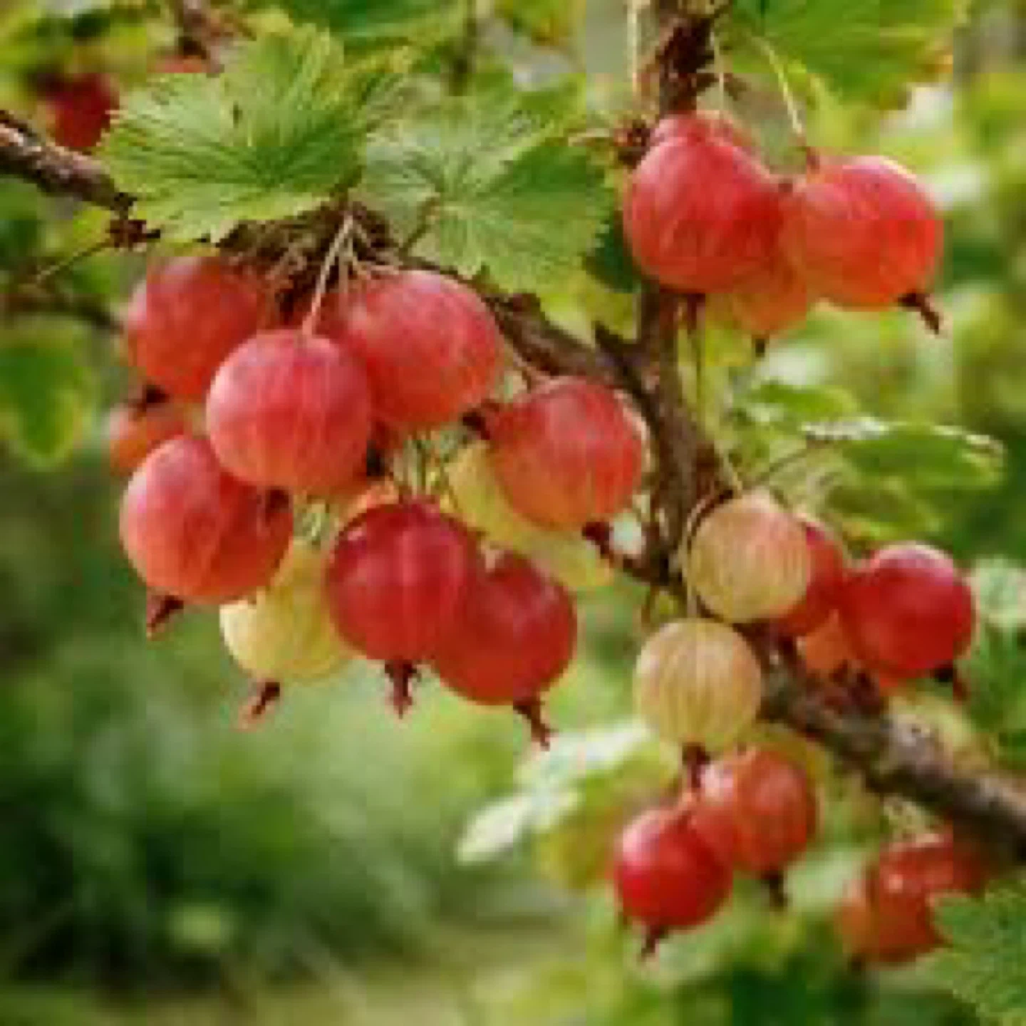 Gooseberry plants, ripe!