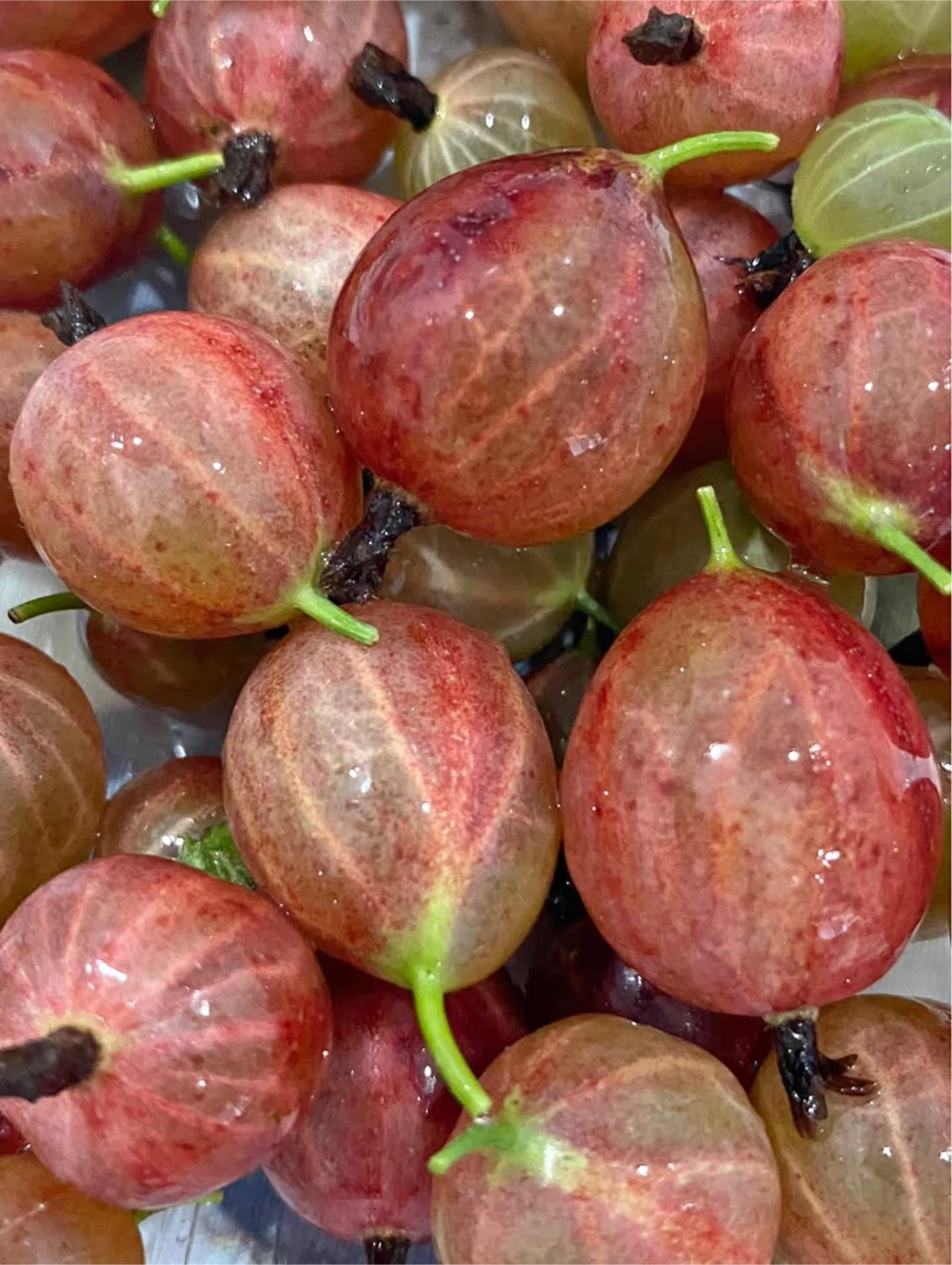 Gooseberry plants, ripe! - photo 2