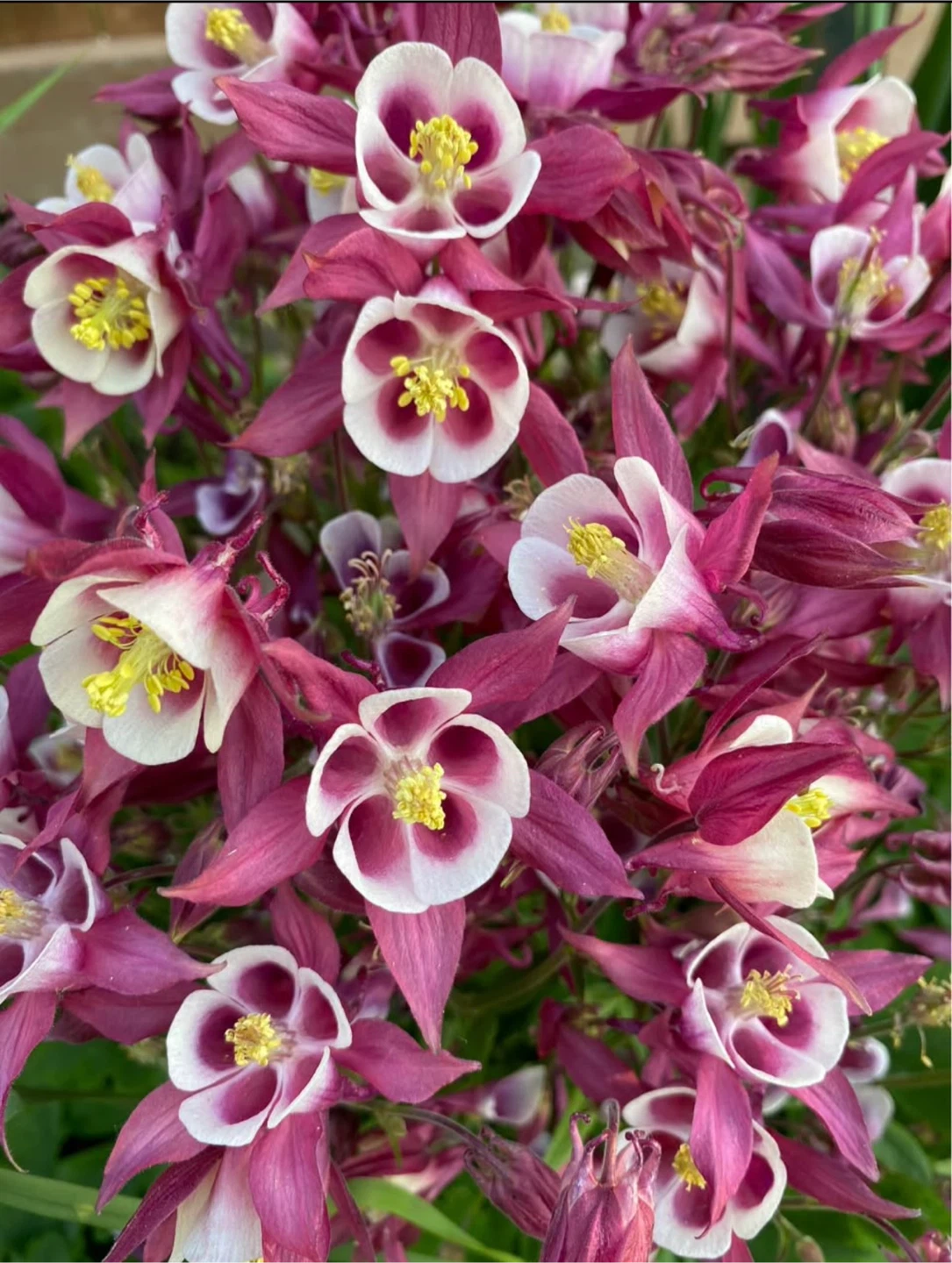 Columbine Plants - photo 5