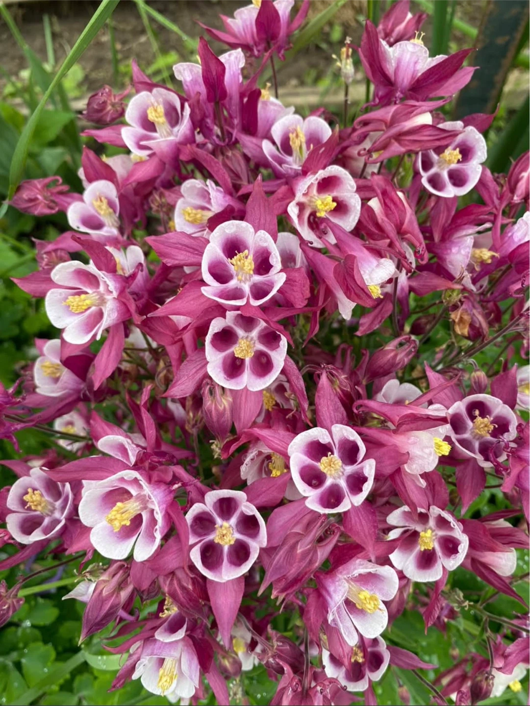 Columbine Plants
