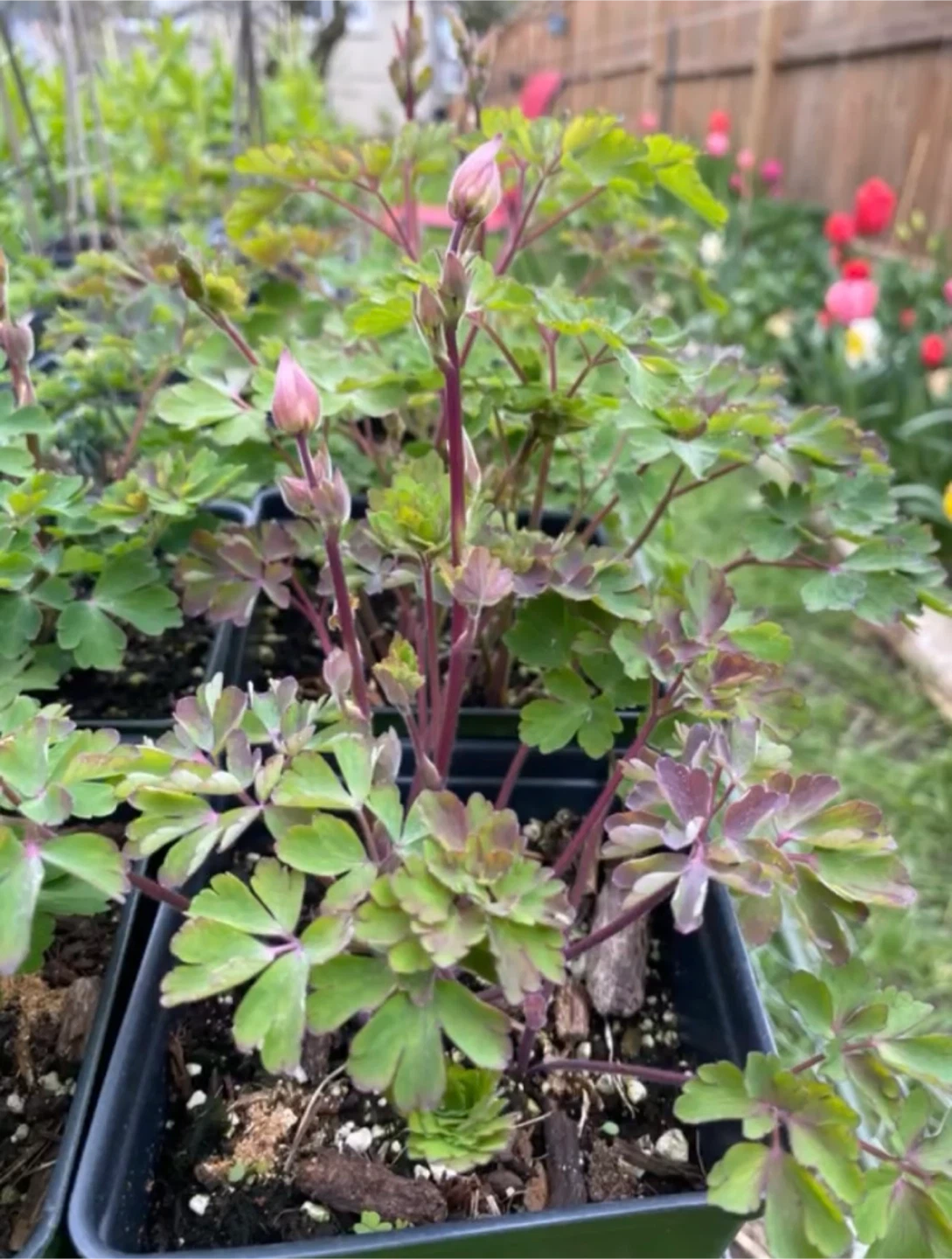 Columbine Plants - photo 4