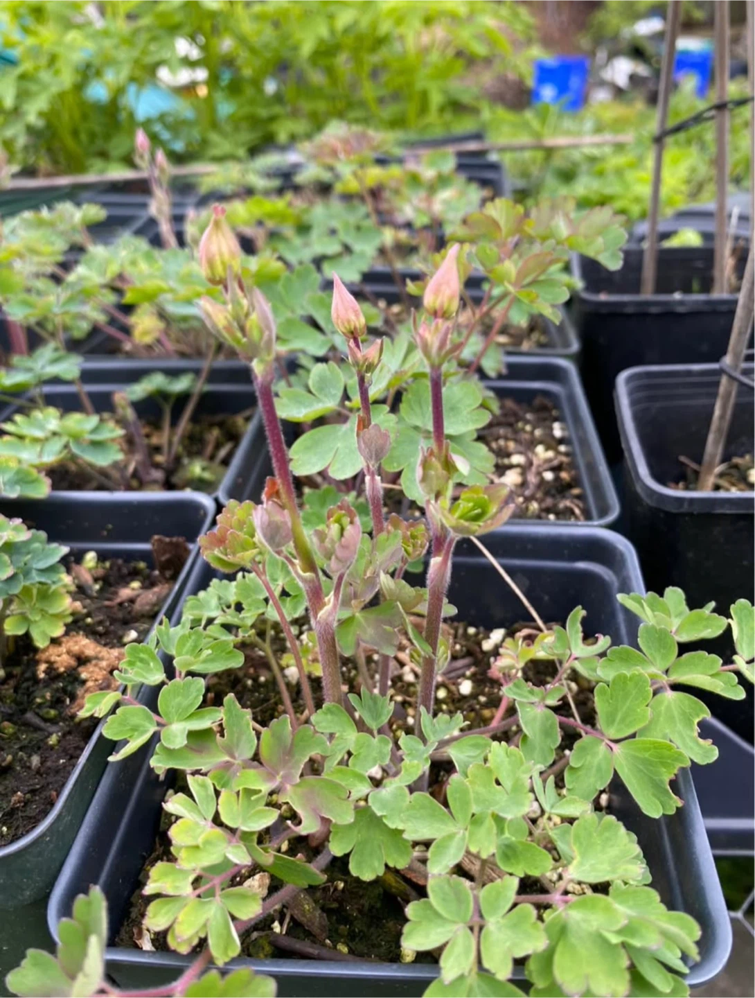 Columbine Plants - photo 3