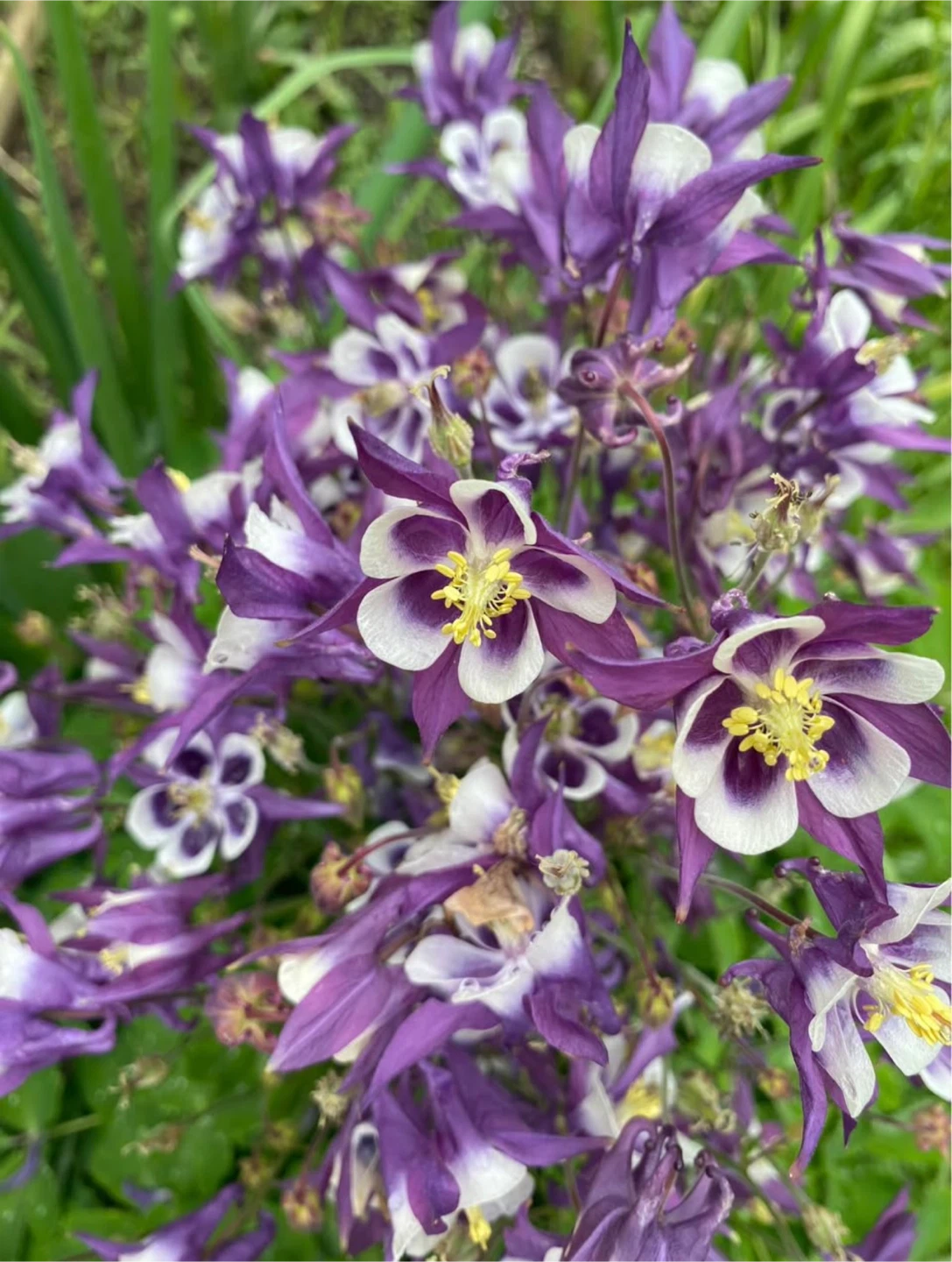 Columbine Plants - photo 2