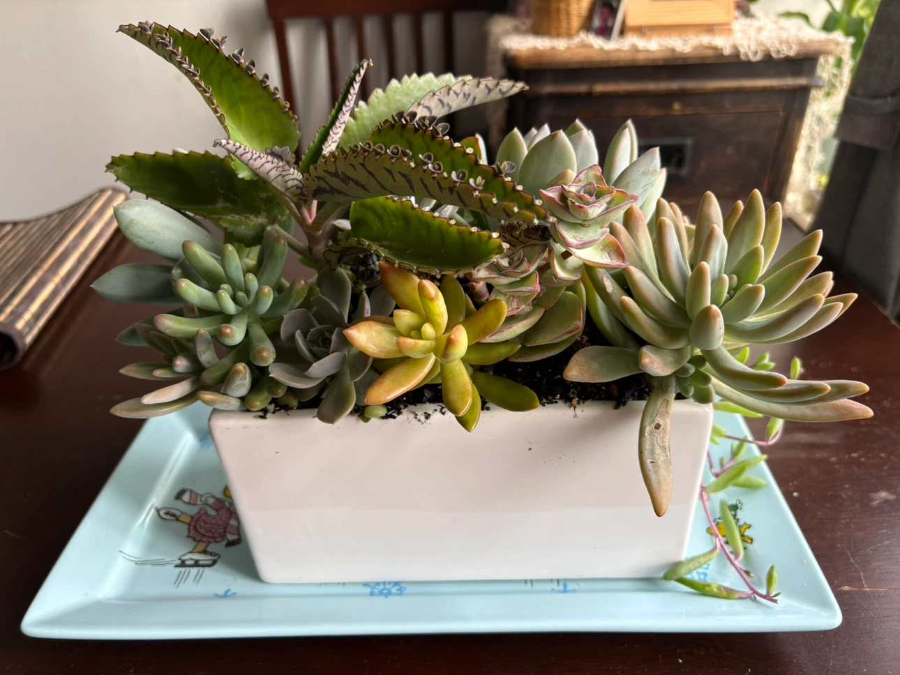 Assorted Succulent Arrangement in White Planter