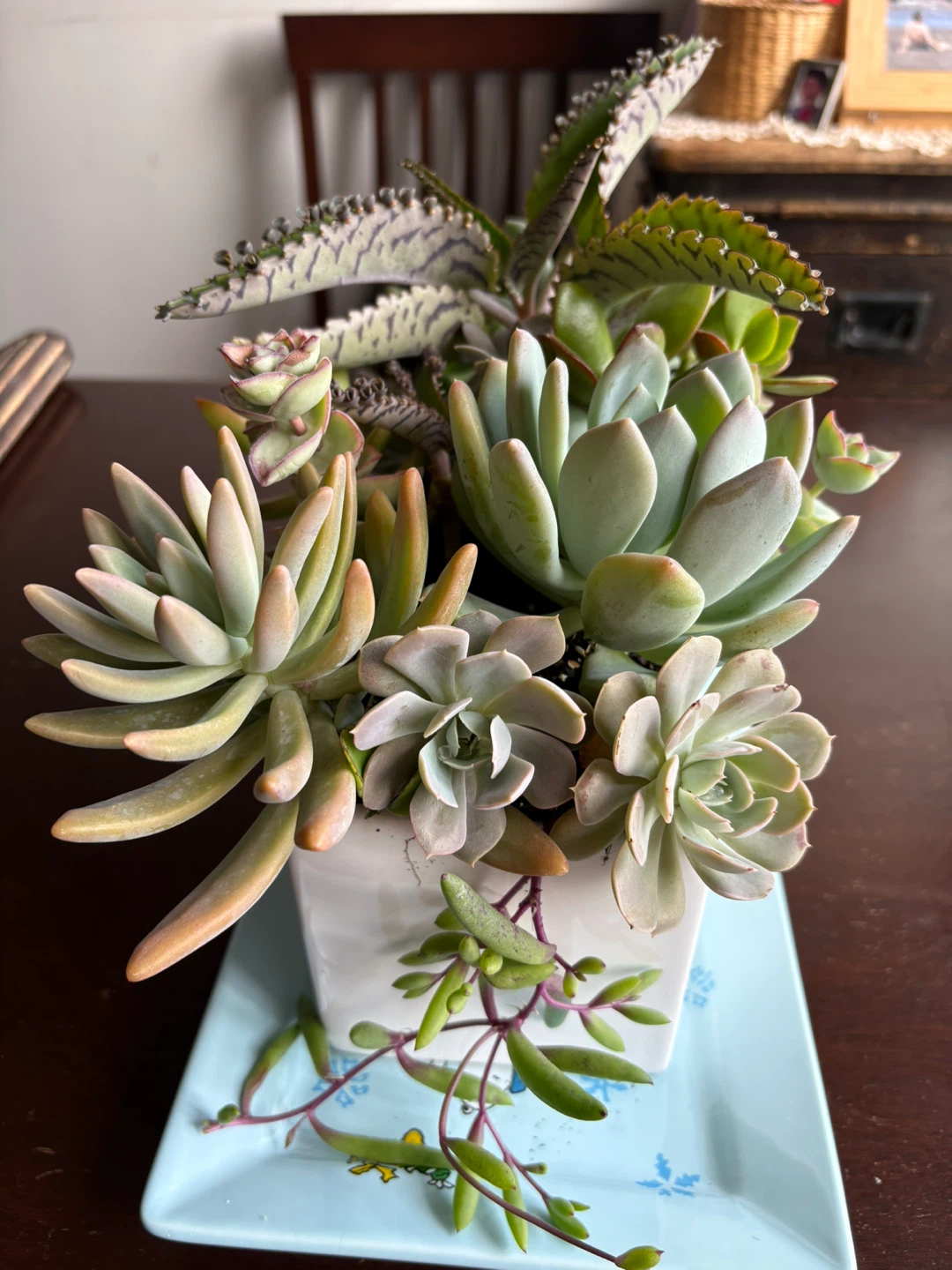 Assorted Succulent Arrangement in White Planter - photo 2