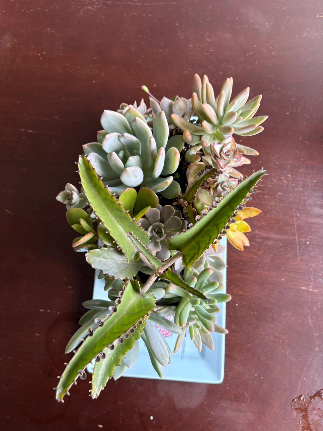 Assorted Succulent Arrangement in White Planter - photo 3