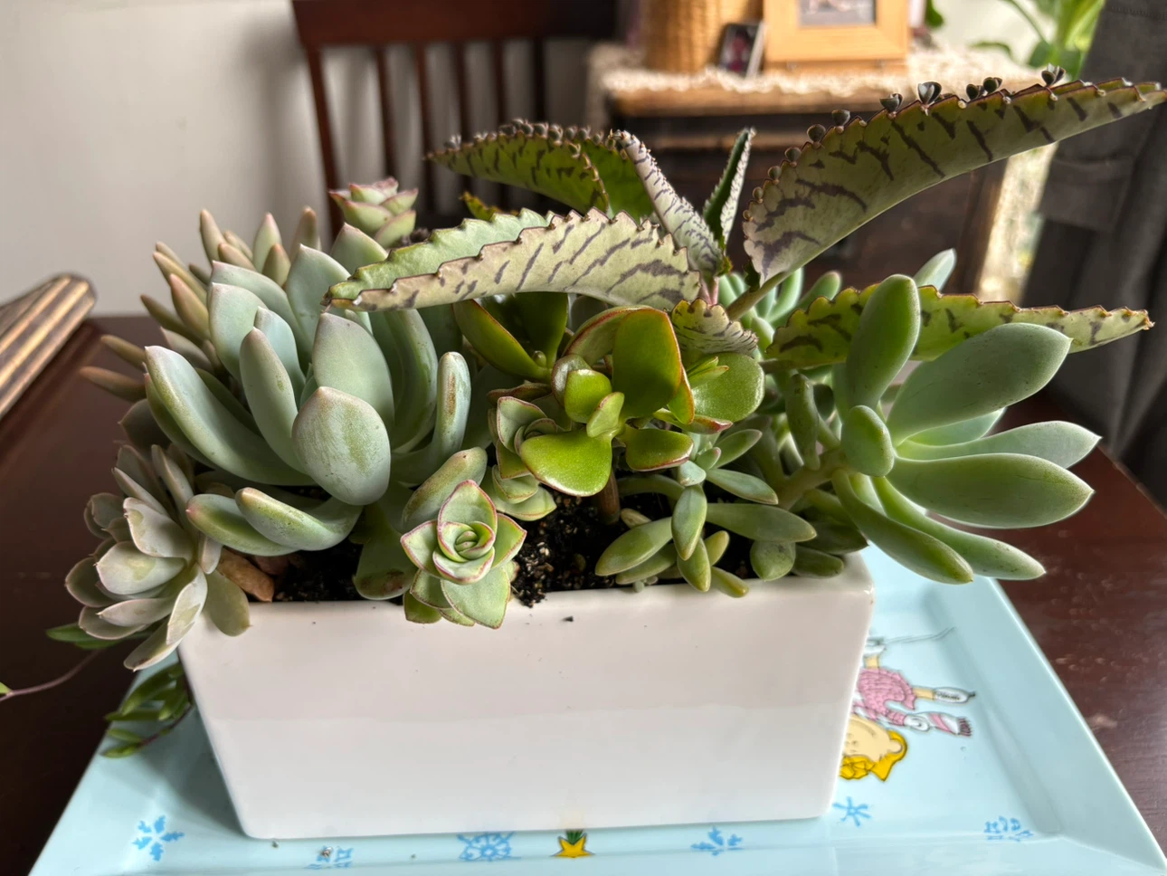 Assorted Succulent Arrangement in White Planter - photo 4