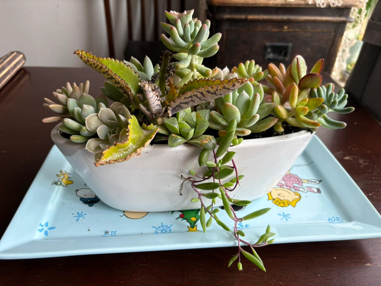 Mixed Succulent Arrangement in Decorative Pot