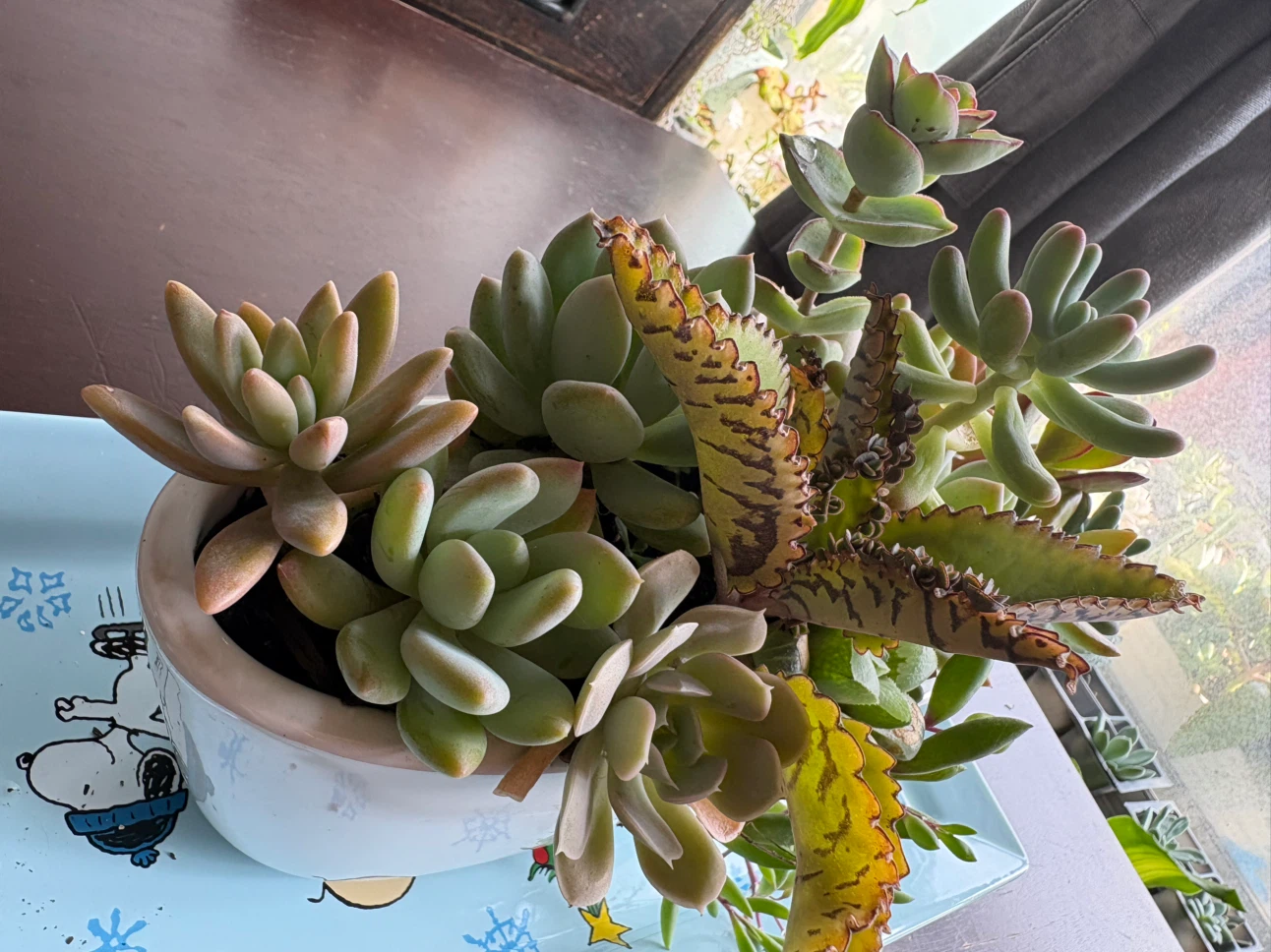 Mixed Succulent Arrangement in Decorative Pot - photo 2