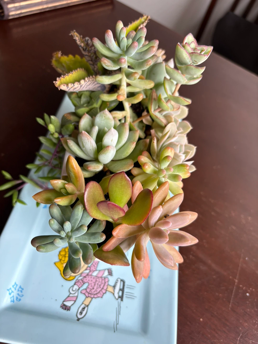 Mixed Succulent Arrangement in Decorative Pot - photo 3