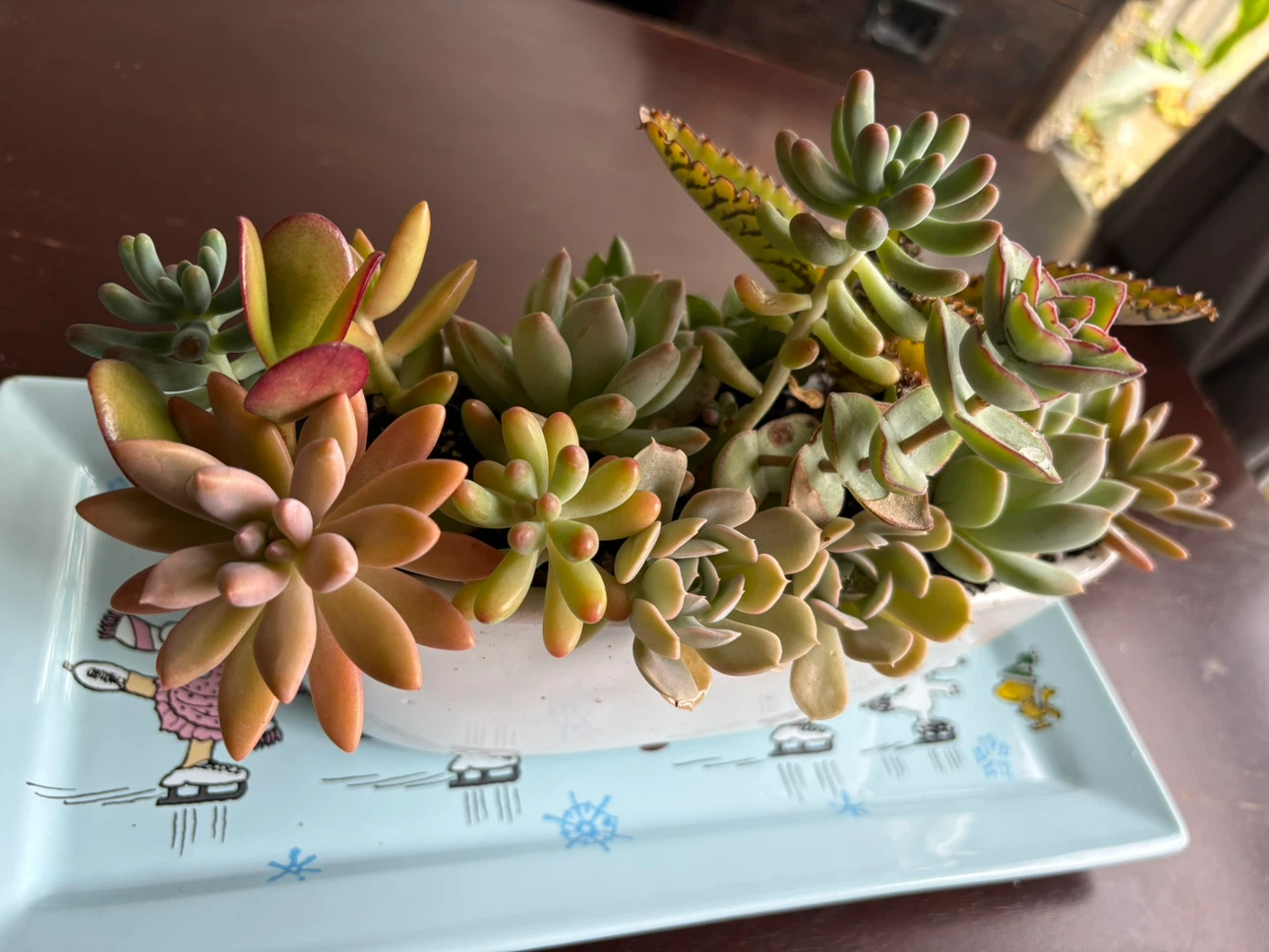 Mixed Succulent Arrangement in Decorative Pot - photo 4