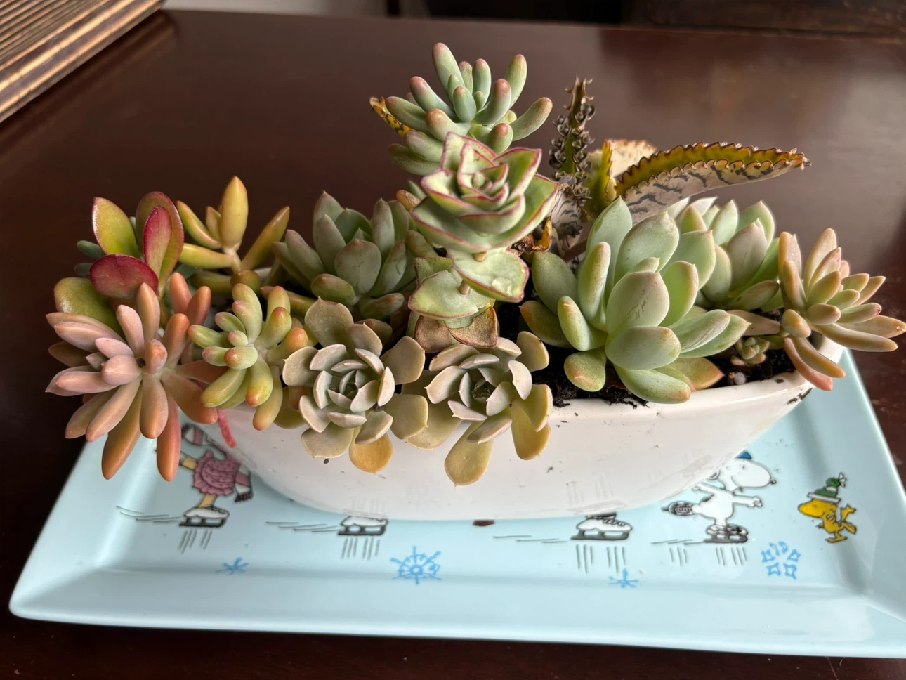 Mixed Succulent Arrangement in Decorative Pot - photo 5