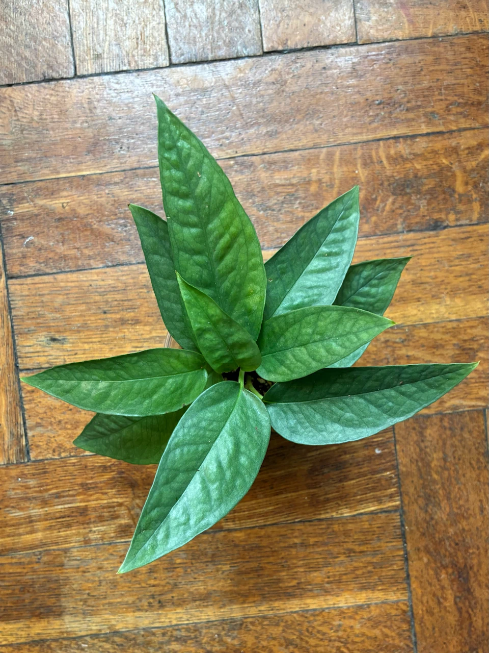 Cebu Blue Pothos