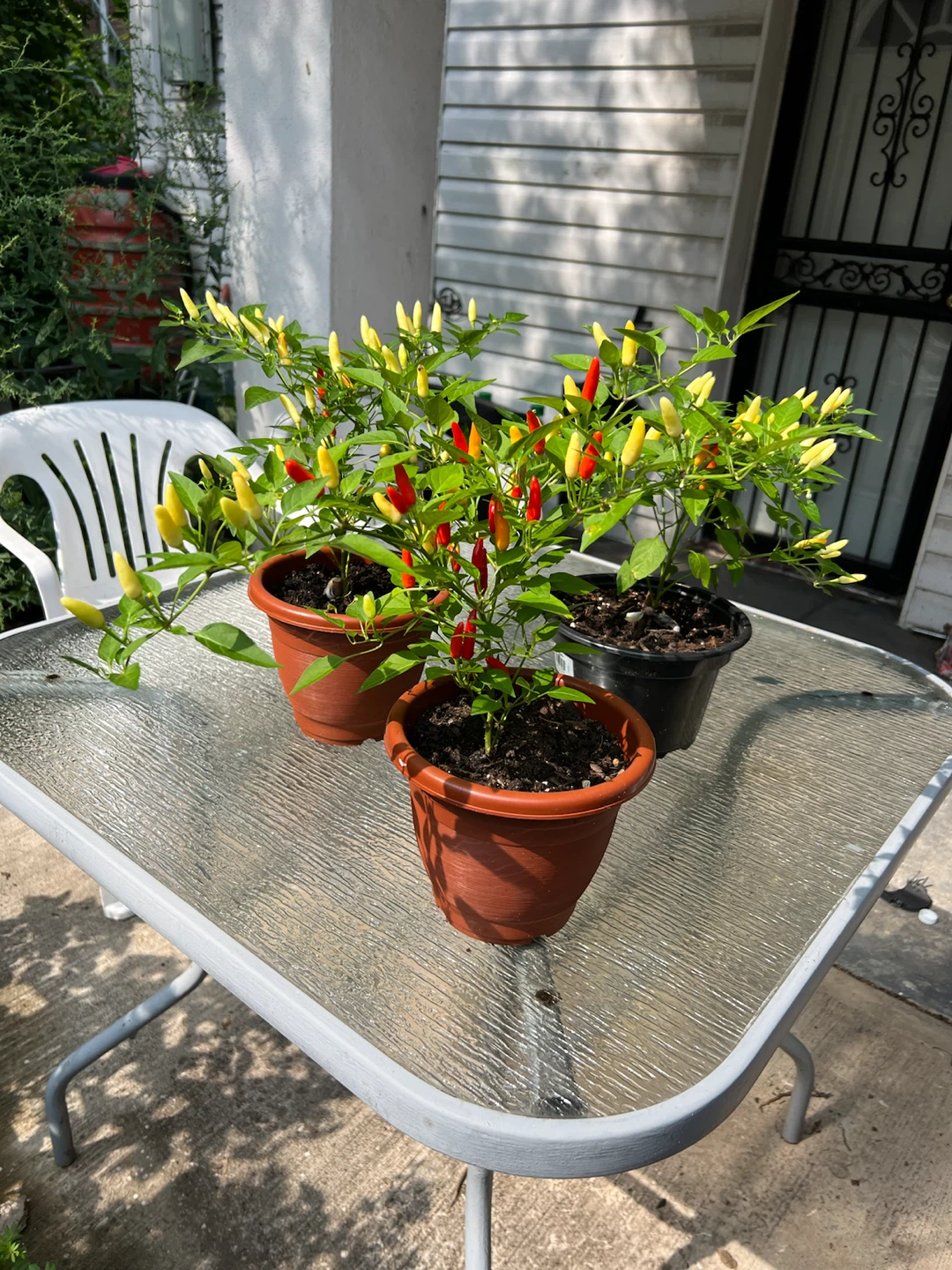 Organic Ornamental Pepper Plants