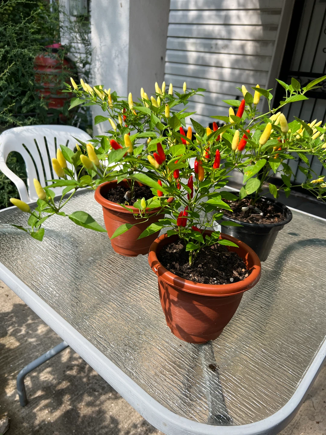 Organic Ornamental Pepper Plants - photo 2