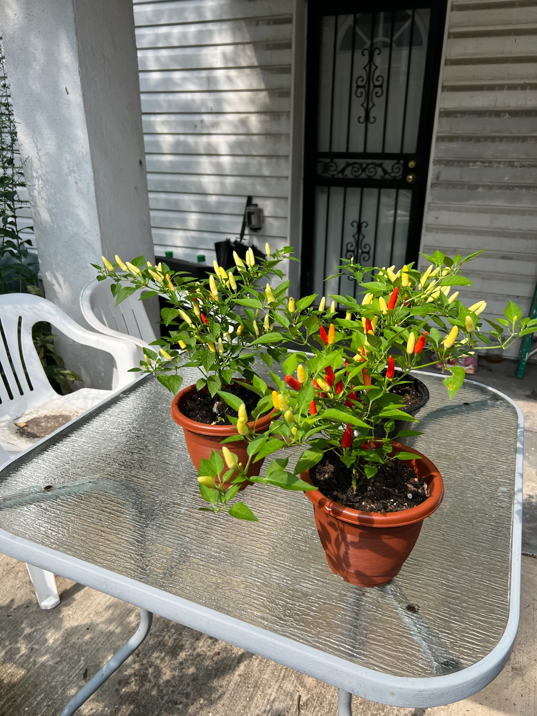 Organic Ornamental Pepper Plants - photo 3