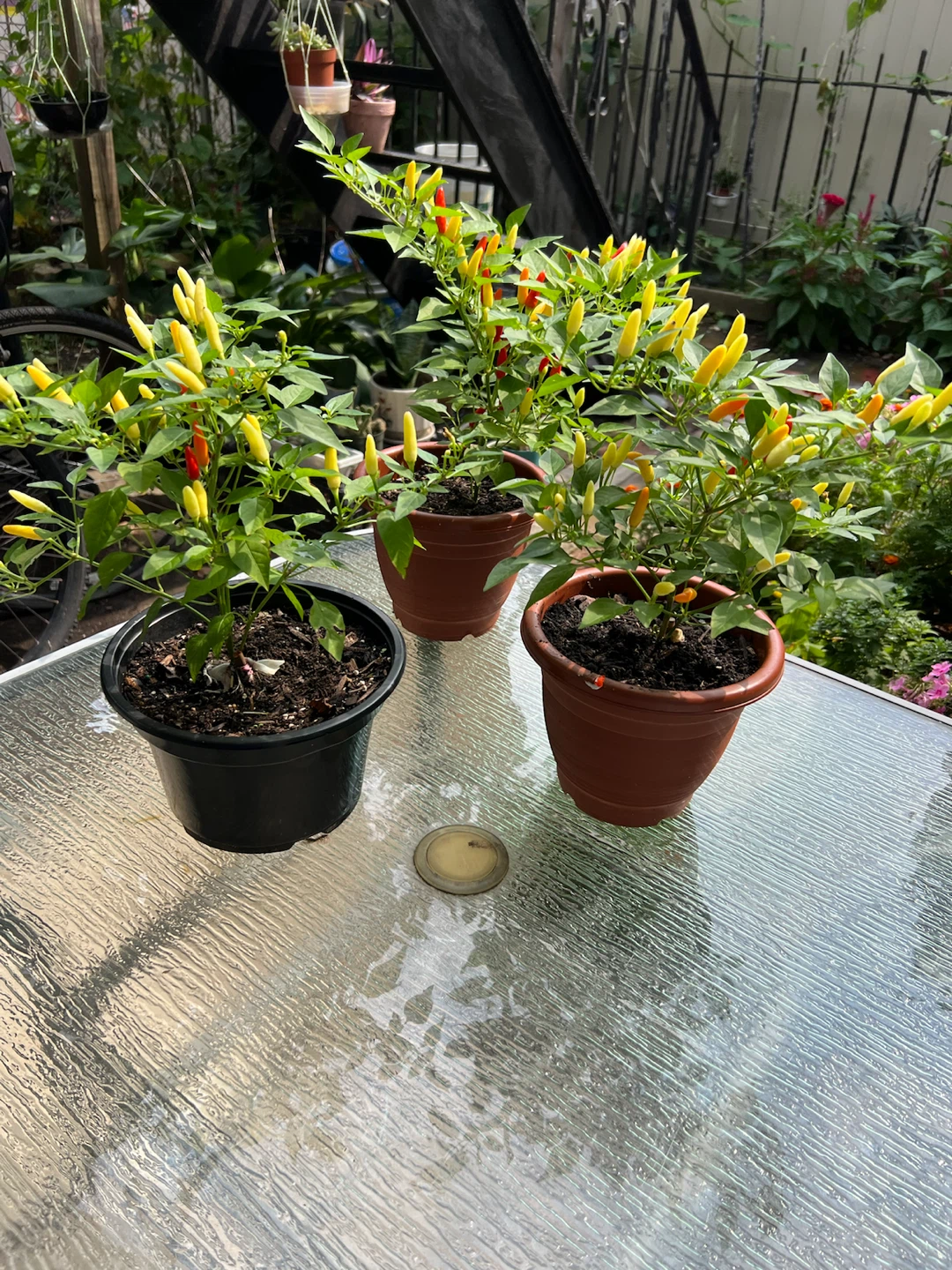 Organic Ornamental Pepper Plants - photo 4