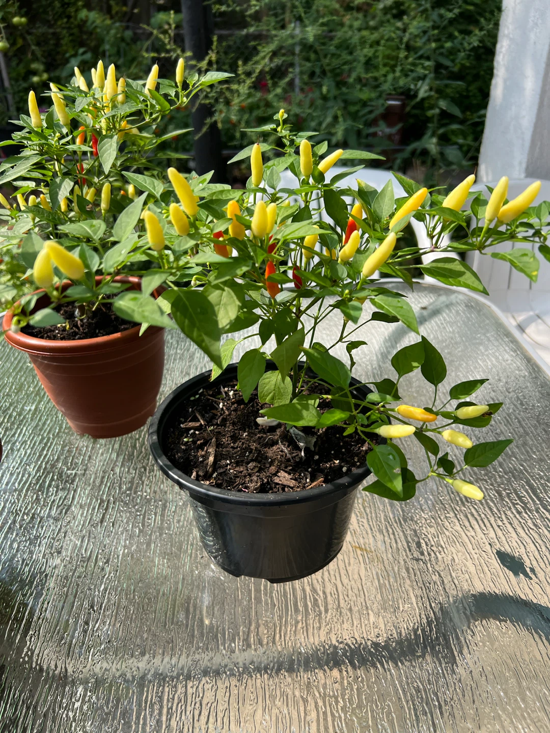 Organic Ornamental Pepper Plants - photo 5