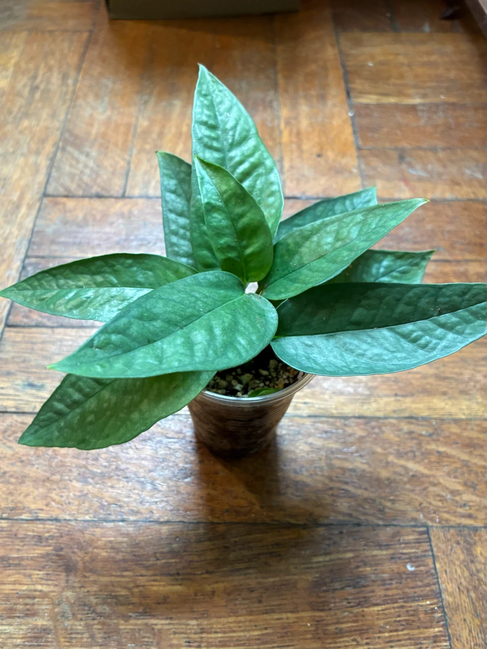 Cebu Blue Pothos - photo 2