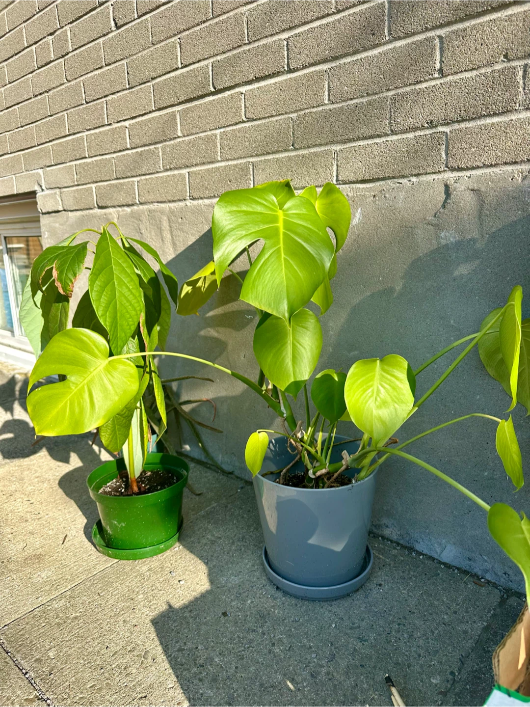Monstera Deliciosa Plant in Grey Pot