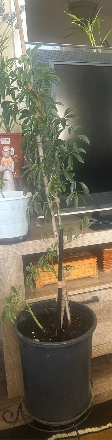 Variegated Schefflera Plant