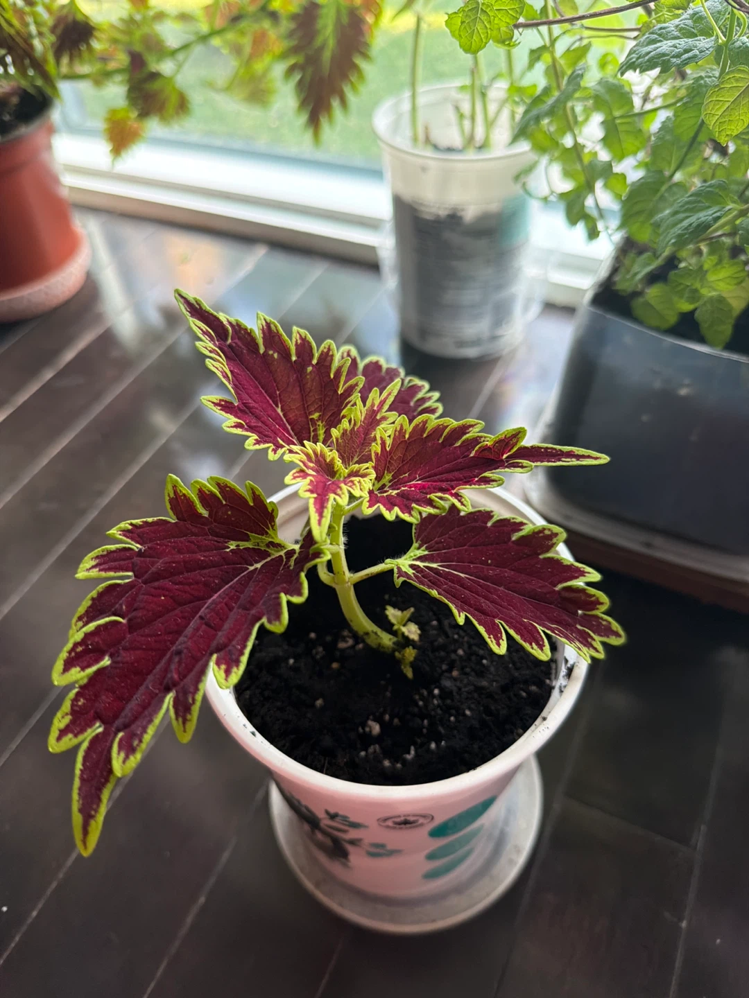 Coleus plant in recycled container