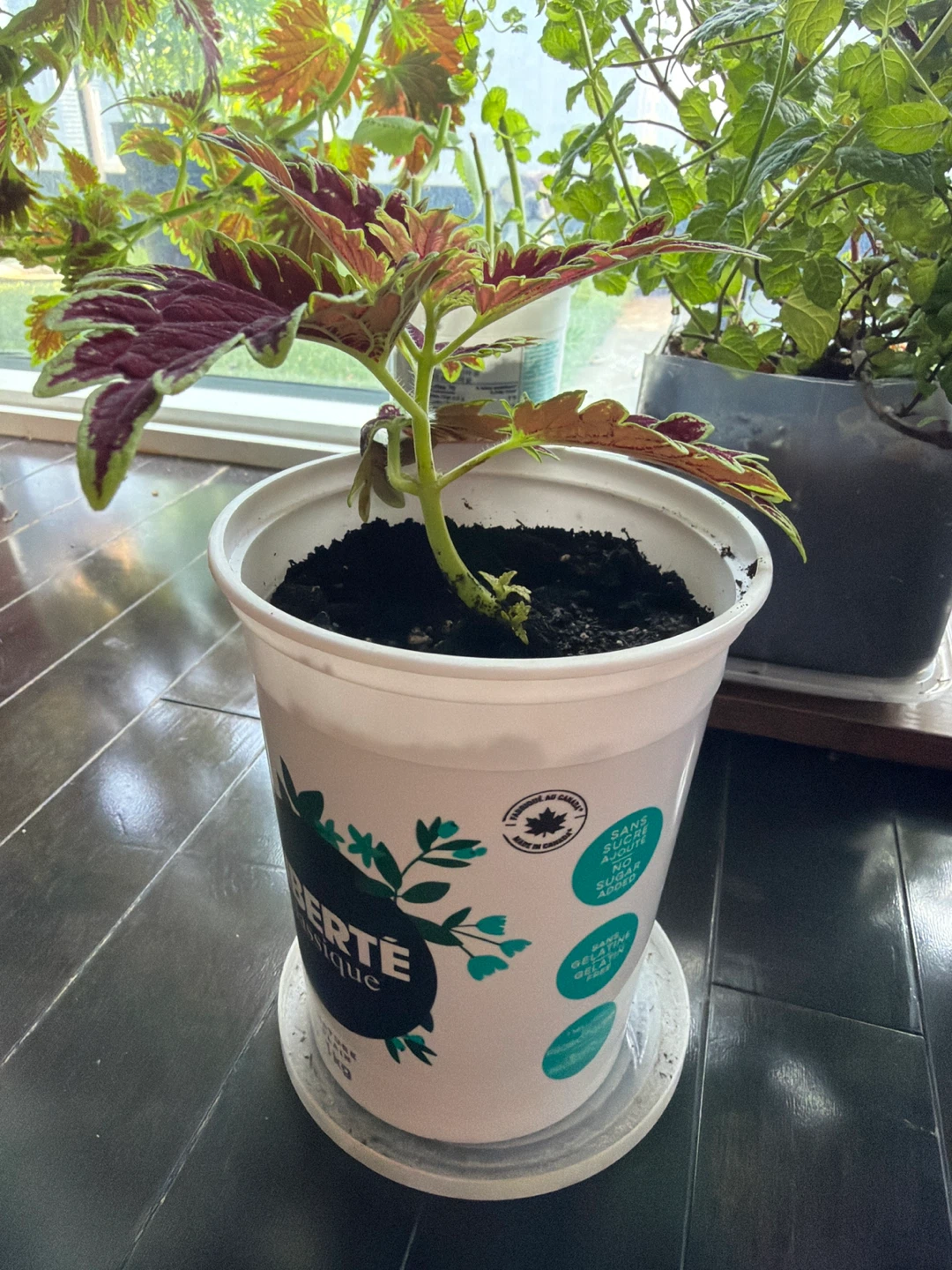 Coleus plant in recycled container - photo 2