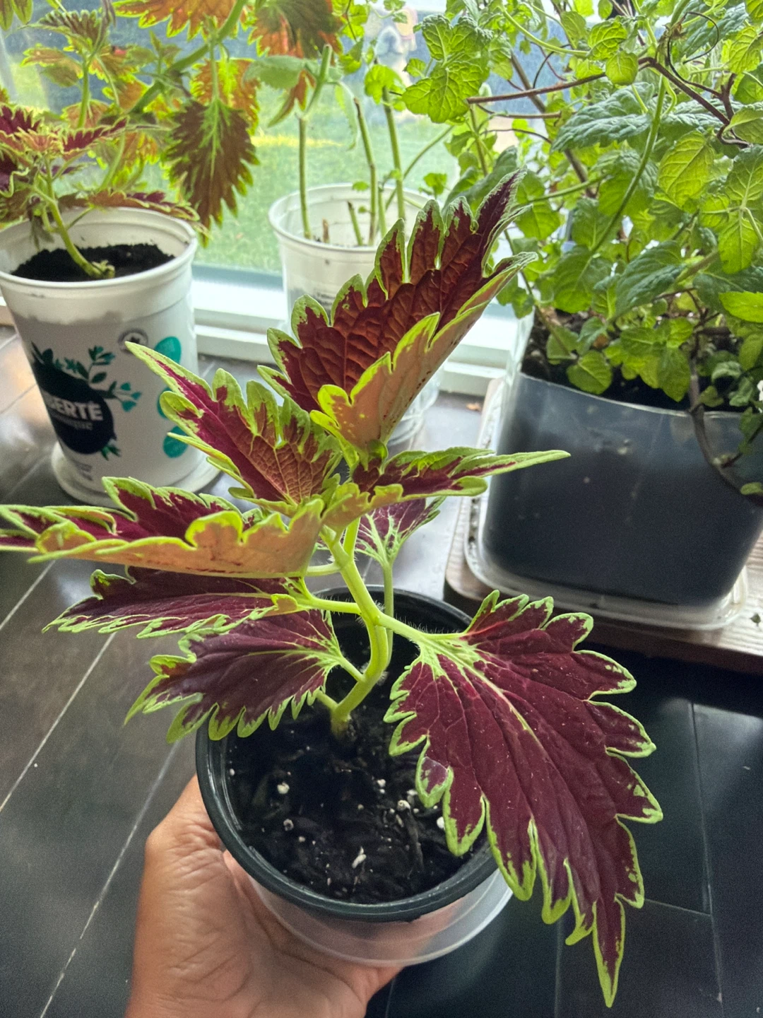 Coleus plant in pot
