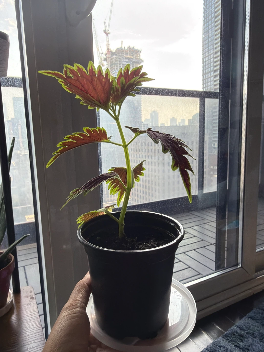 Coleus plant in pot - photo 2